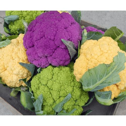 Hạt Giống Súp Lơ Nhiều Màu -