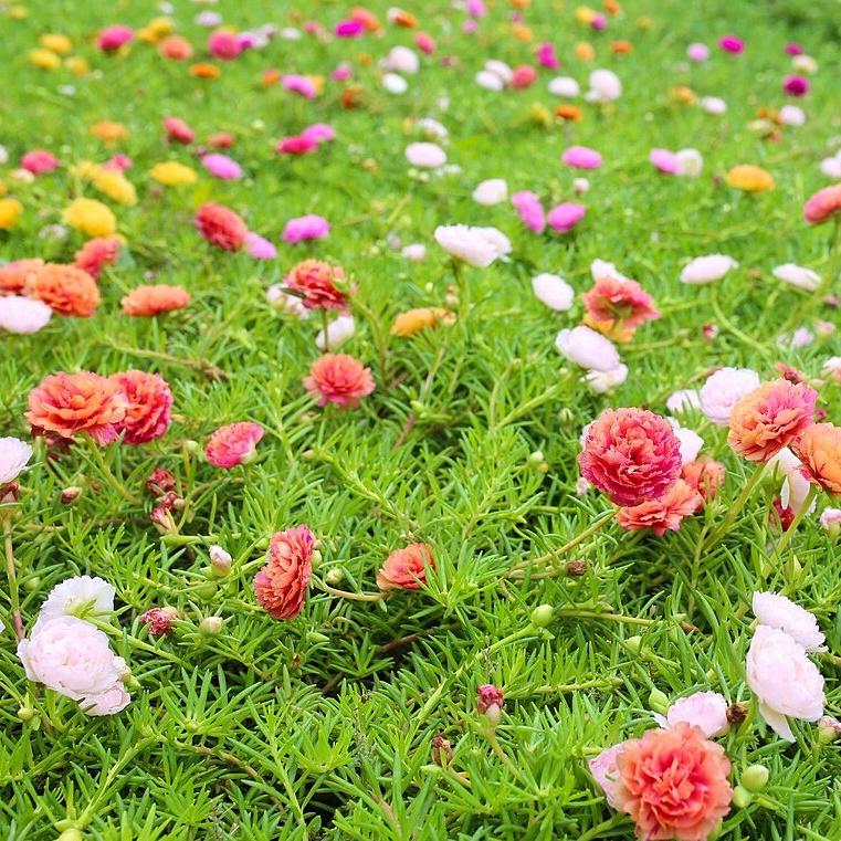 Hạt giống hoa mười giờ Hà Lan mix màu gói 0,03gr