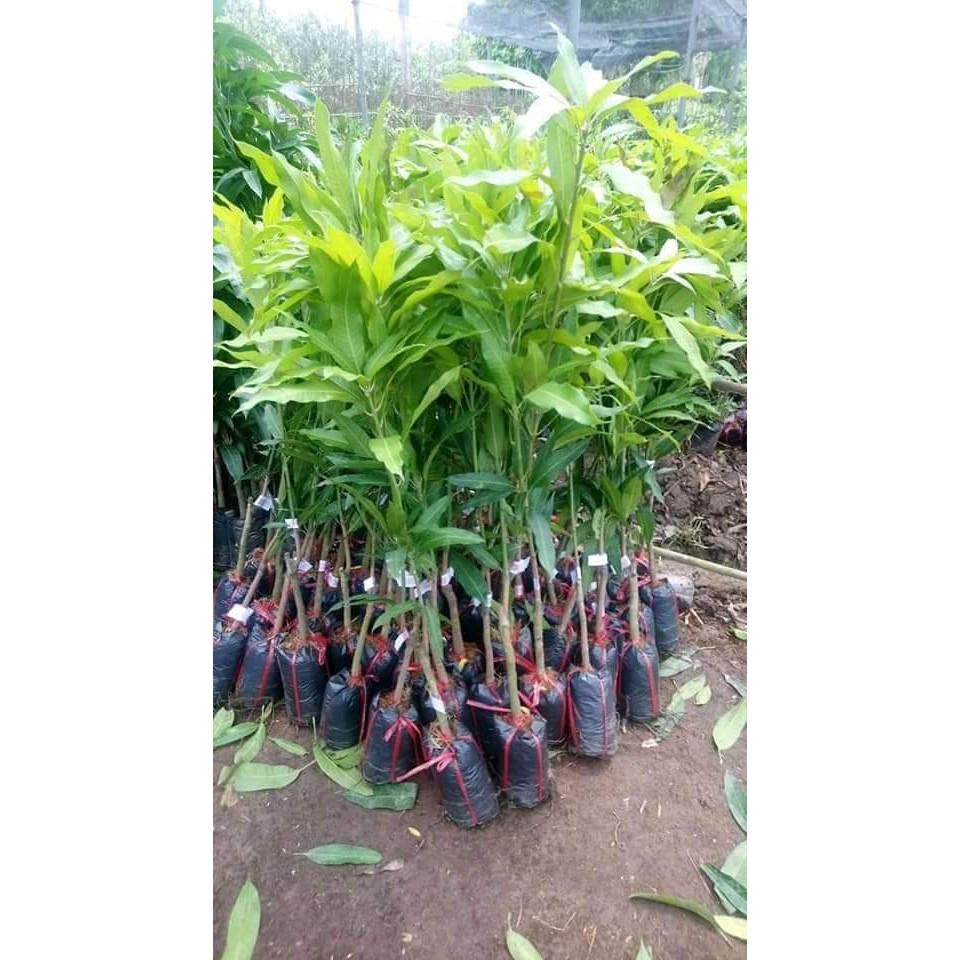 Giống cây xoài úc