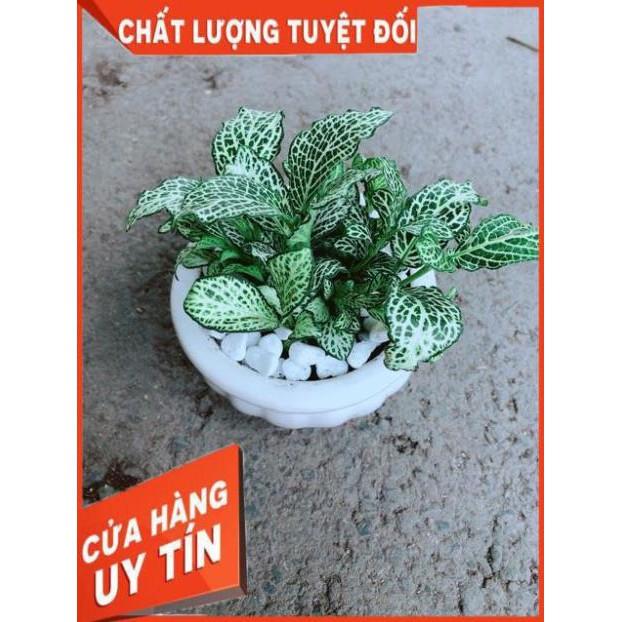 Chậu Cẩm Nhung Xanh