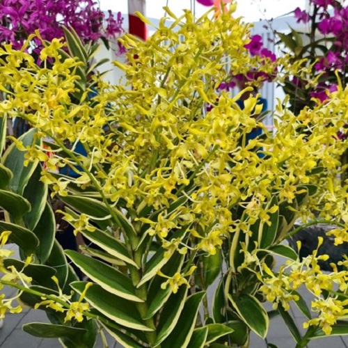 Cây hoa lan Denro Nắng rồng xanh