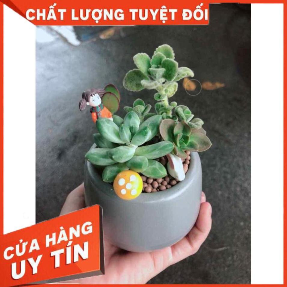 Chậu sen đá tiểu cảnh Nhiều Người Mua