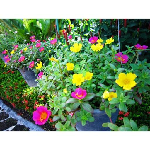Gói 100 Hạt Giống Hoa Mười Giờ Mỹ Đơn Mix ĐẾN MÙA TRỒNG TẾT