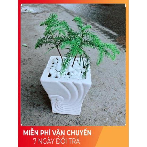 Chậu Tùng Bách Tán