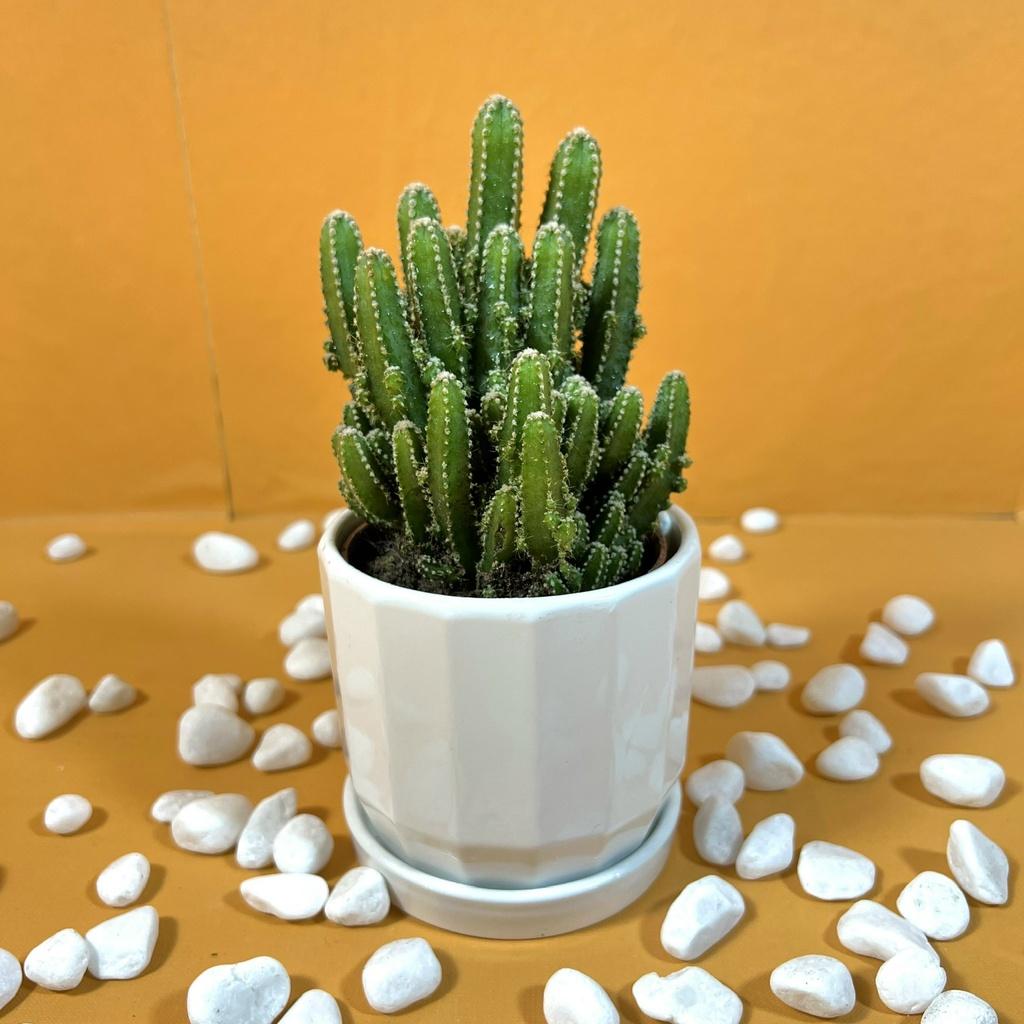 Cây xương rồng thanh sơn mini để bàn trang trí nội thất, bàn làm việc