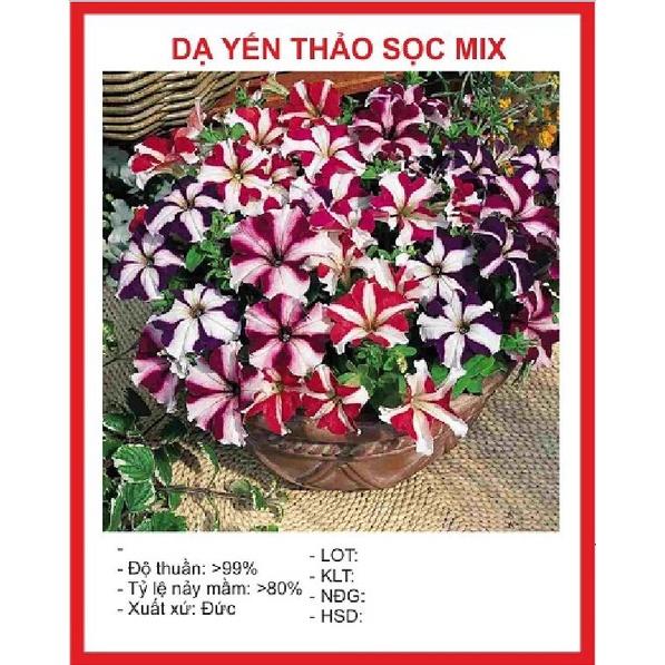 Hạt giống hoa dạ yến thảo sọc mix màu KNS3564 - Gói 50 hạt