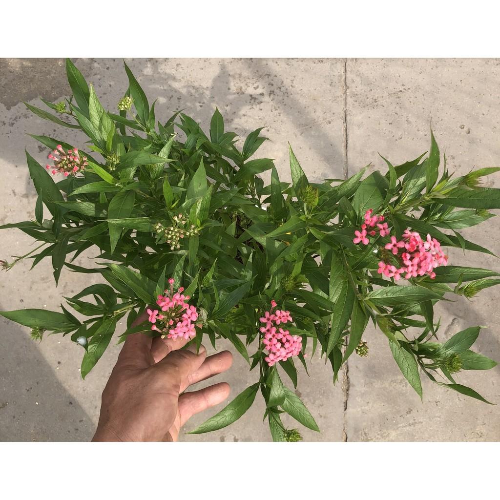 Chậu cây Liễu Hồng