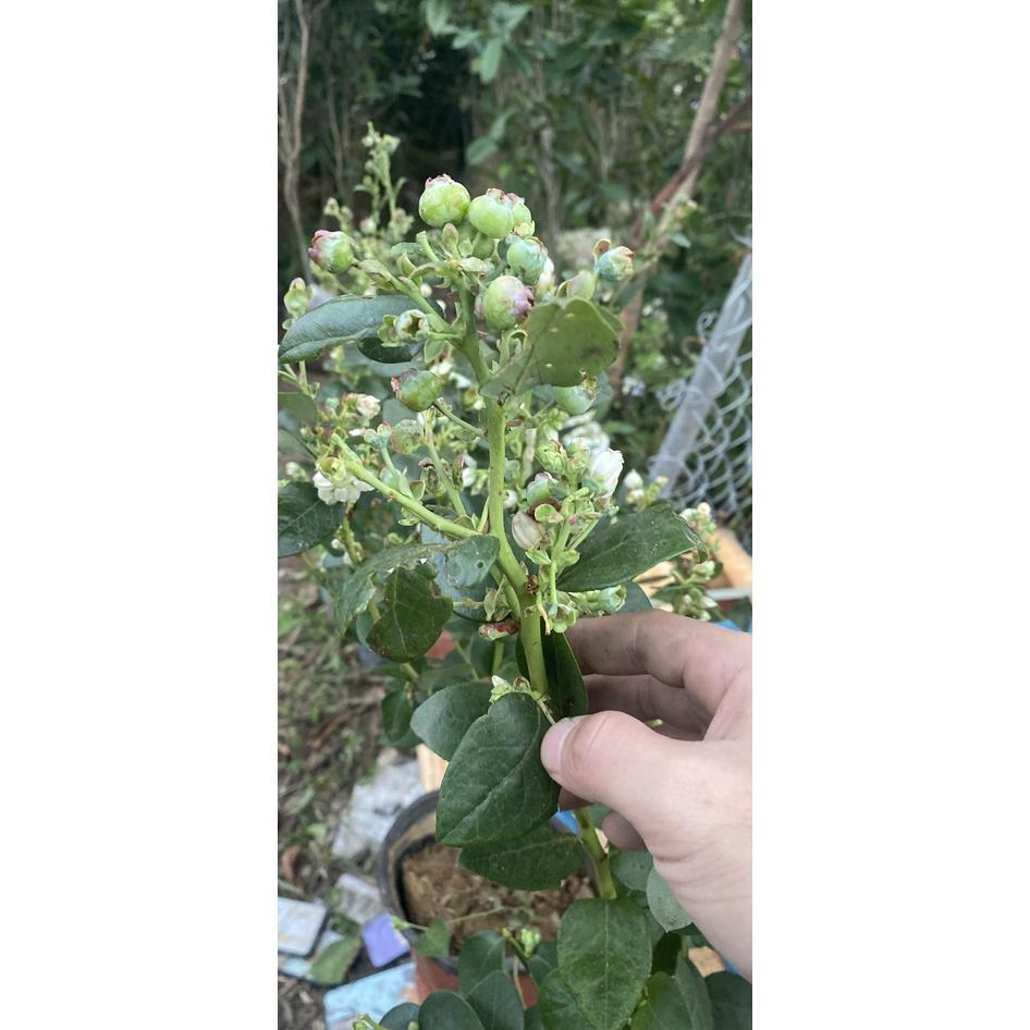 Cây giống việt quất Sẵn Quả (về đúng 100 cây) (Blueberry) lùn tứ quý, ra hoa, ra trái 4 mùa