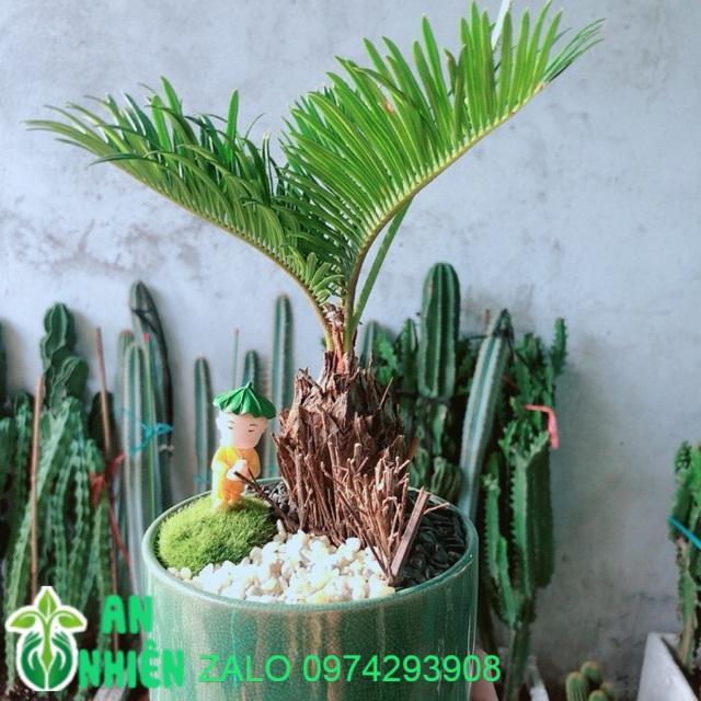 Chậu Cây Thiên Tuế