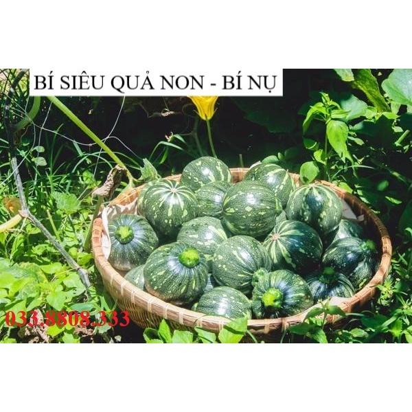HẠT GIỐNG BÍ SIÊU QUẢ NON  - GIỐNG TỐT