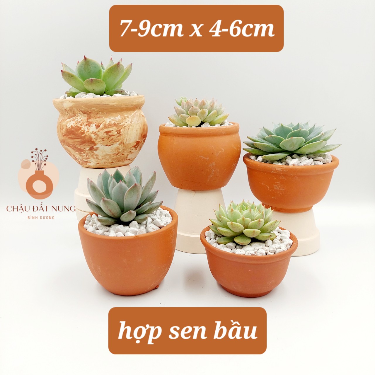 Chậu đất nung Bình Dương- Bắp cải 86, miệng chậu 8~9cm, chiều cao 6~7cm