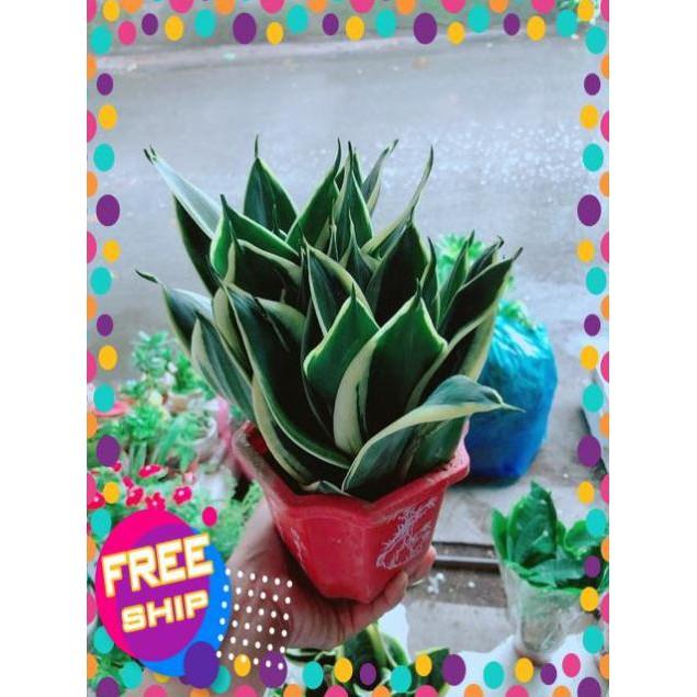 Chậu Lưỡi Hổ Thái Xanh
