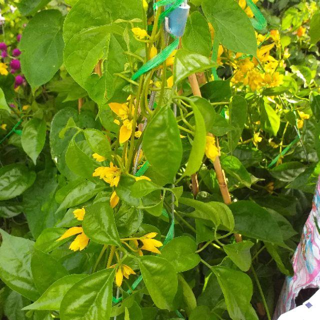 Cây hoa lan hoàng dương, chậu hoa lan hoàng dương, trang trí nhà cửa ban công sân vườn cam kết chất lượng