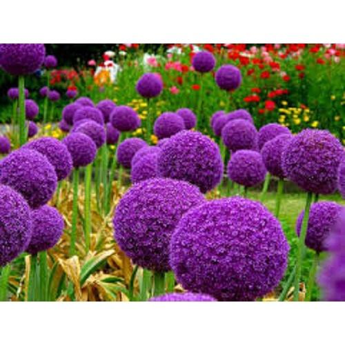 Hạt giống hoa bồ công anh tím KNS3432 - Gói 50 hạt