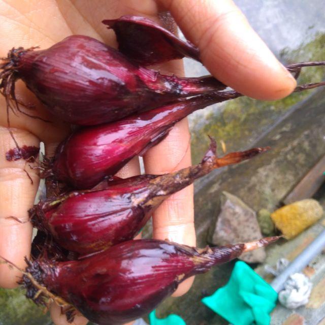 Sâm Đại Hành Giống Củ Tươi 100CỦ