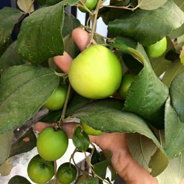 Cây giống táo xanh Thái trái to miền bắc