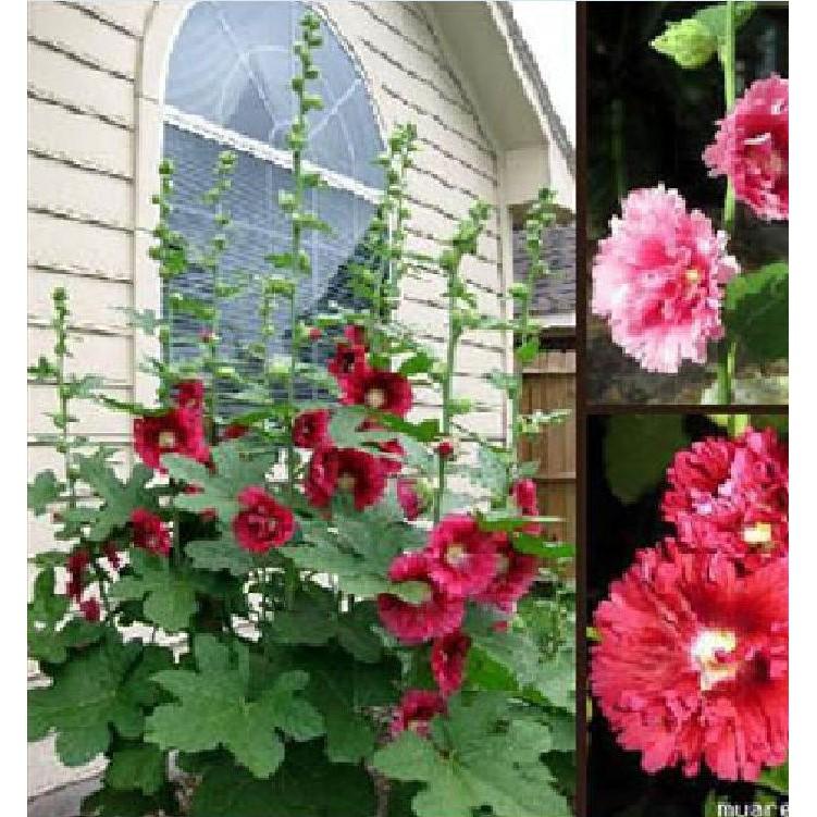 Hạt giống mãng đình hồng đơn mix 50hạt/gói