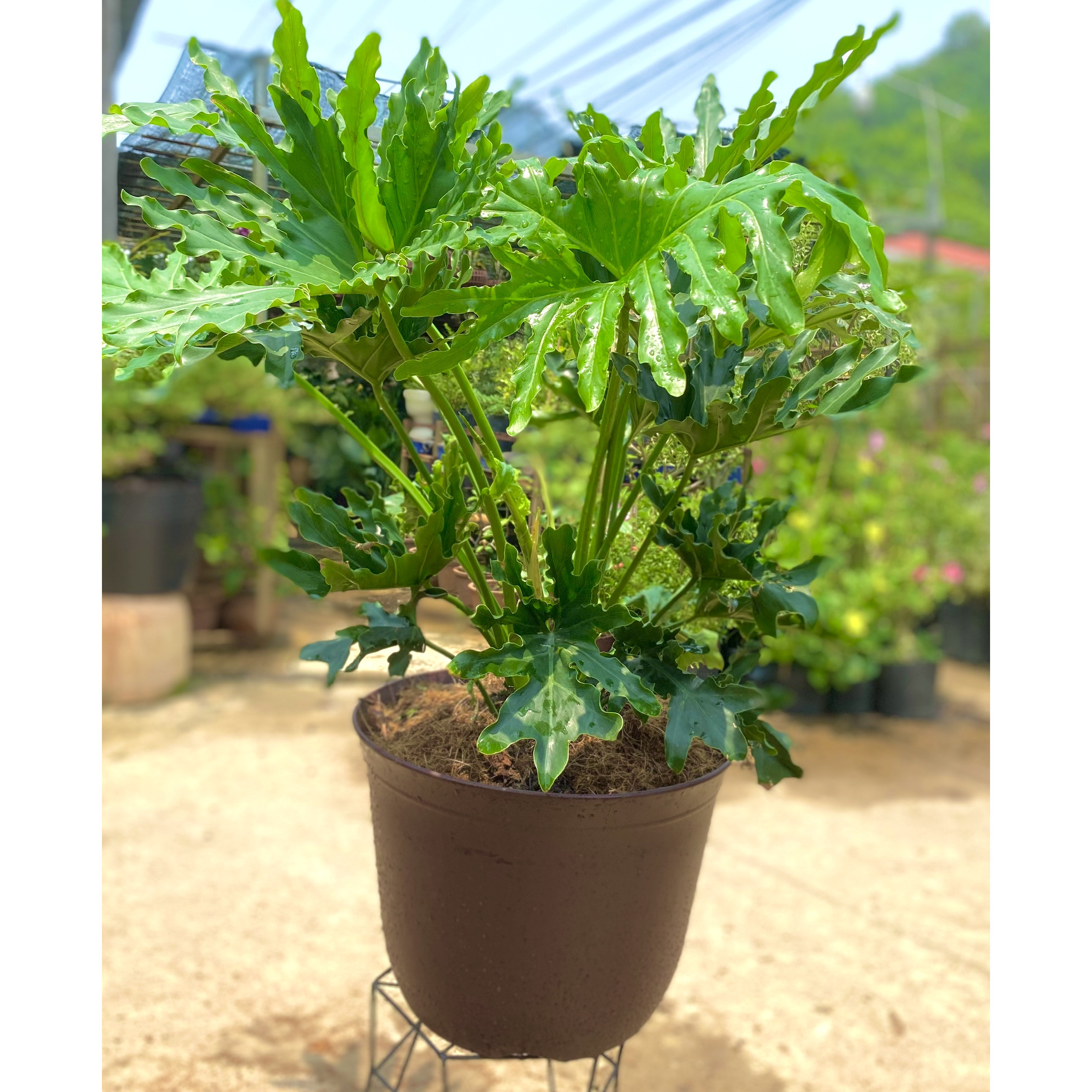 Chậu cây trầu bà Thanh Xuân trang trí văn phòng