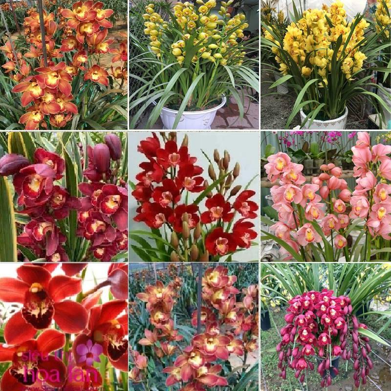 Bộ 6 -củ giống hoa địa lan santo mix - đỏ ,vàng, hồng, cam ,tím, và xanh-6 củ