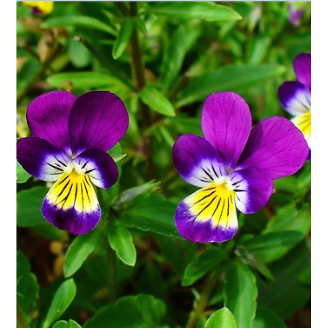Hạt giống hoa cánh bướm pansy kép mix màu-gói 30 hạt