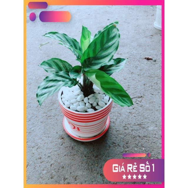 Chậu Đuôi Công Xanh