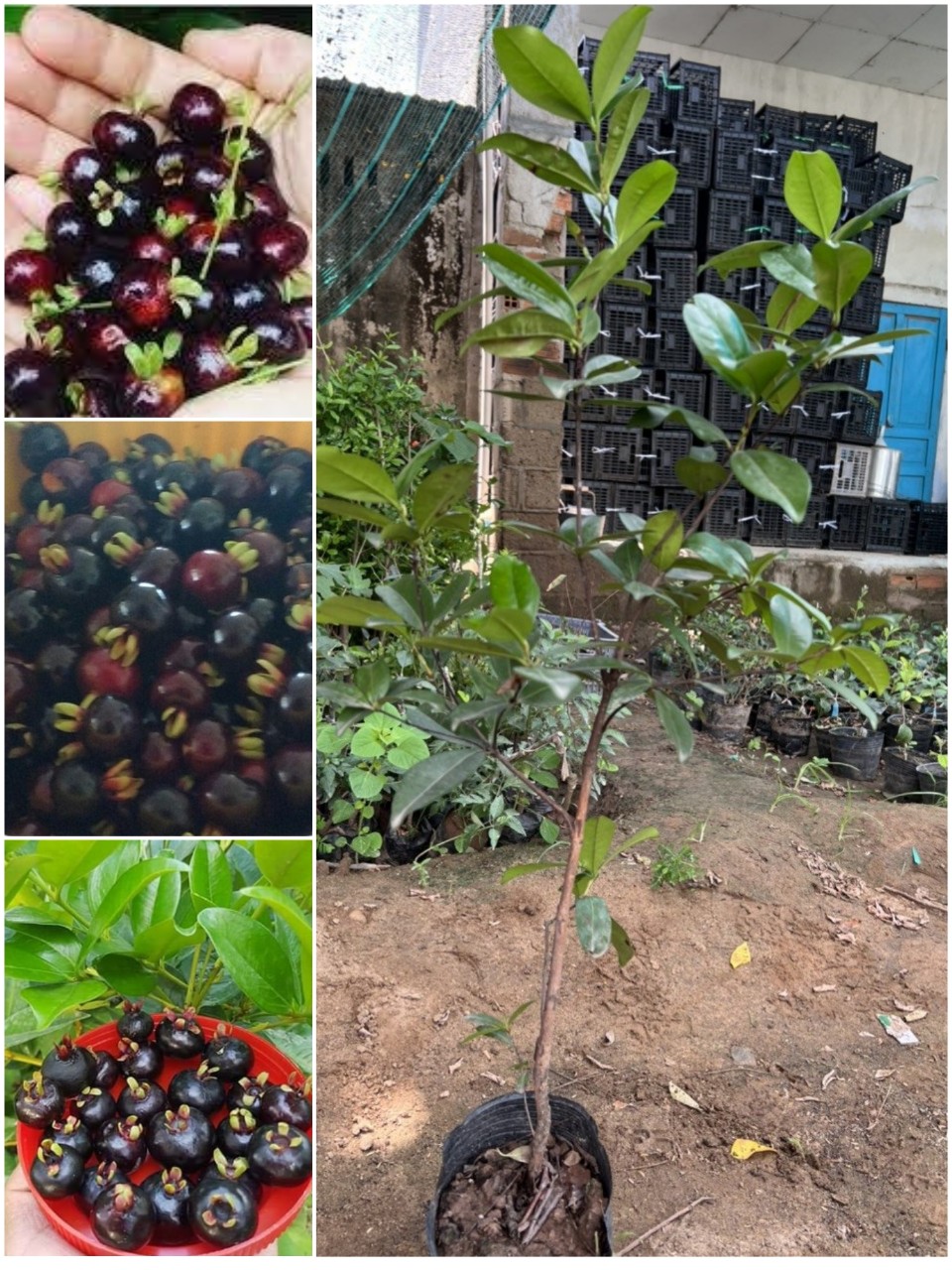 Cây Giống Cherry Brazil Cao 1M