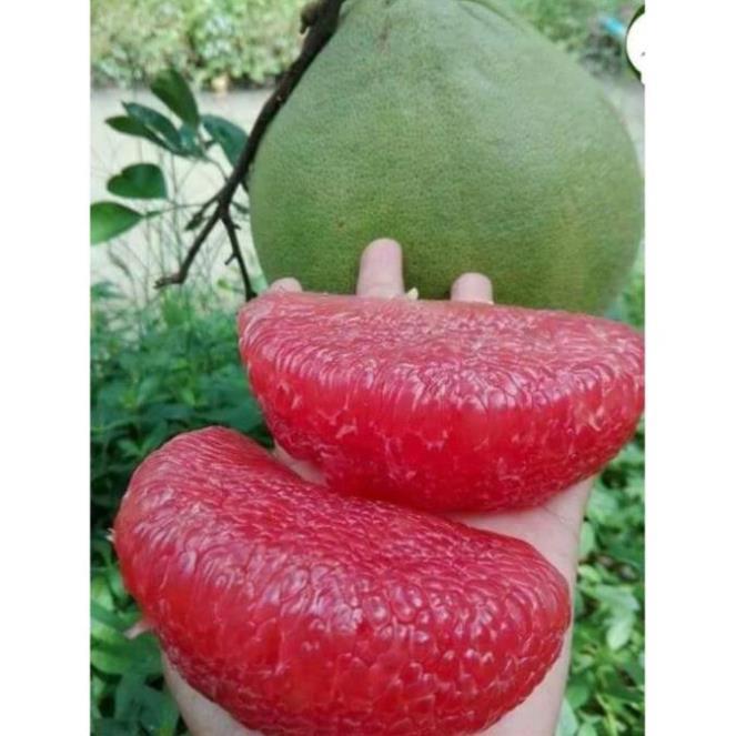 Sản phẩm BƯỞI RUBY THÁI LAN