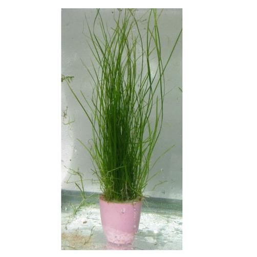 Cây Cỏ Cọp_Cây thủy sinh hậu cảnh dễ trồng