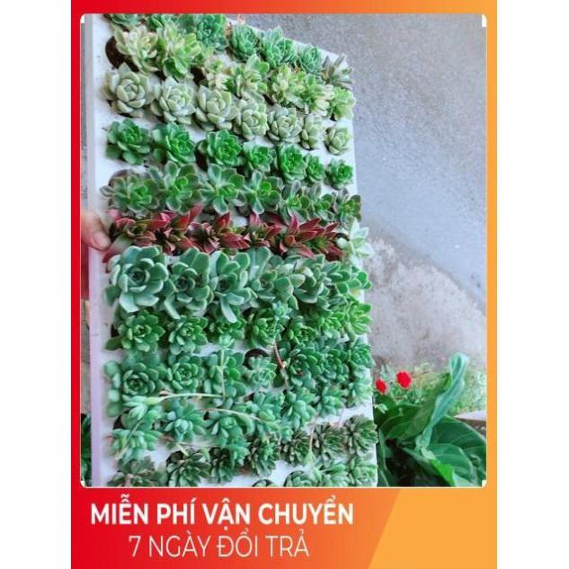 Combo 13 Cây Sen Đá Vỉ