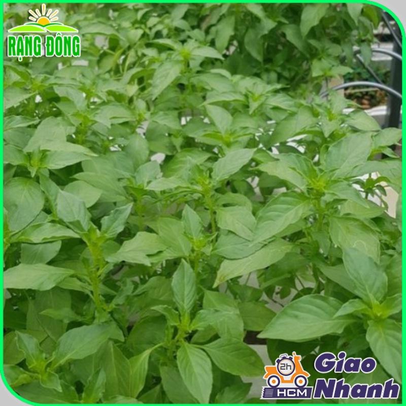 Hạt giống Rau Thơm Sả Sinh Trưởng Mạnh, Trồng Quanh Năm - Hạt Giống Rạng Đông