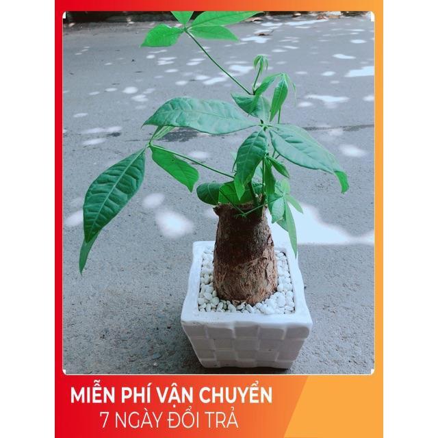 Chậu Kim Ngân Chân Voi