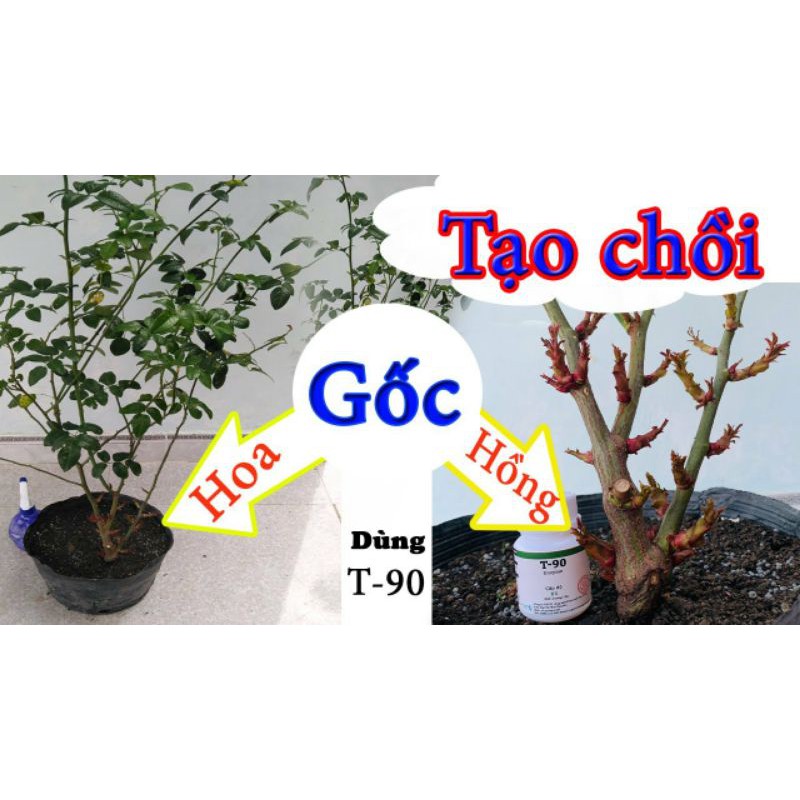 Siêu phẩm kích mầm cho hoa hồng, mai vàng T90, bôi đến đâu bật chồi đến đó