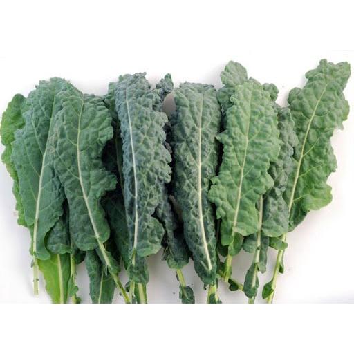 Hạt giống rau cải kale laci Ý gói 20 hạt/tặng kèm gói phân bón lót