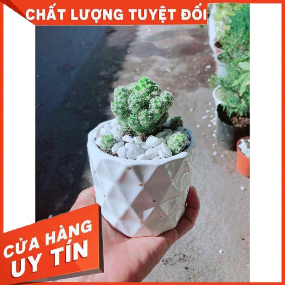 Chậu Xương Rồng Trứng Chim Nhiều Người Mua
