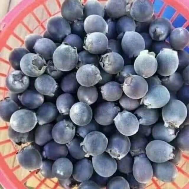 CÂY GIỐNG SIM TÍM .