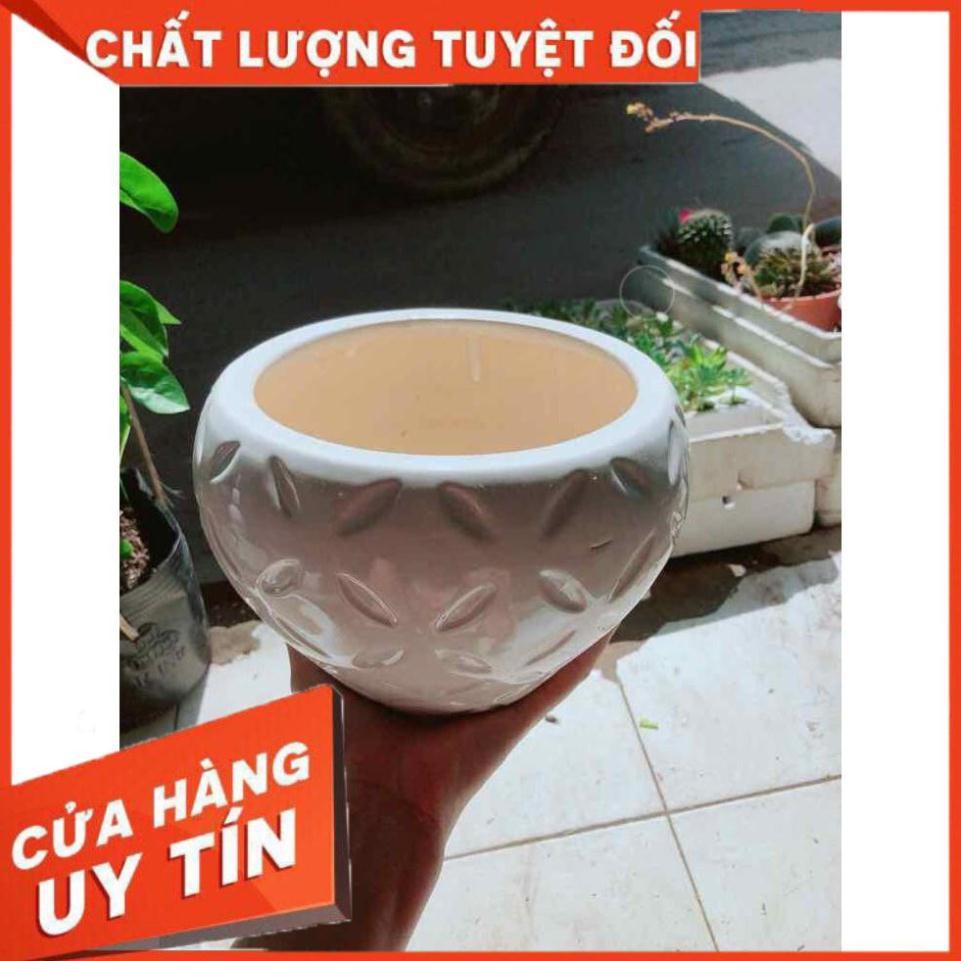 Chậu trồng cây Nhiều Người Mua