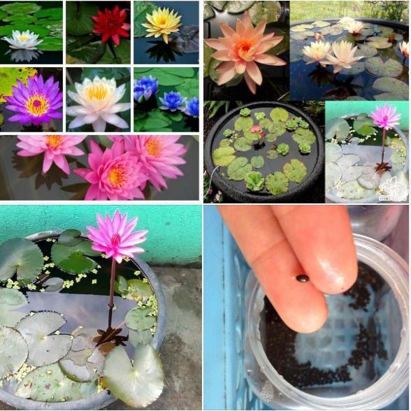 Hạt giống hoa sen mini Nhật nhiều màu - Gói 8 Hạt