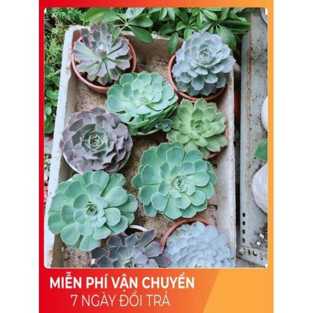 Chậu Sen Đá Xanh Đất Lớn