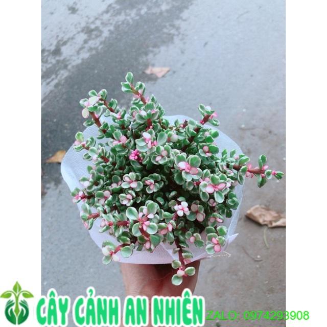 Cây Cành Vàng Lá Ngọc