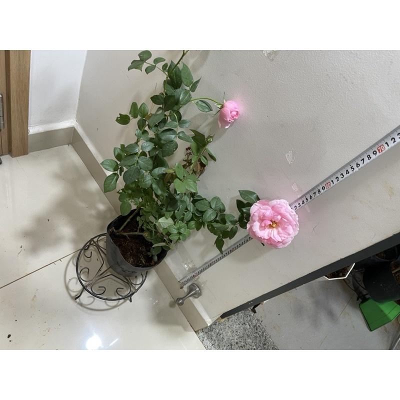 Hoa Hồng ngoại Eckart Witzigmann - bầu cây giống