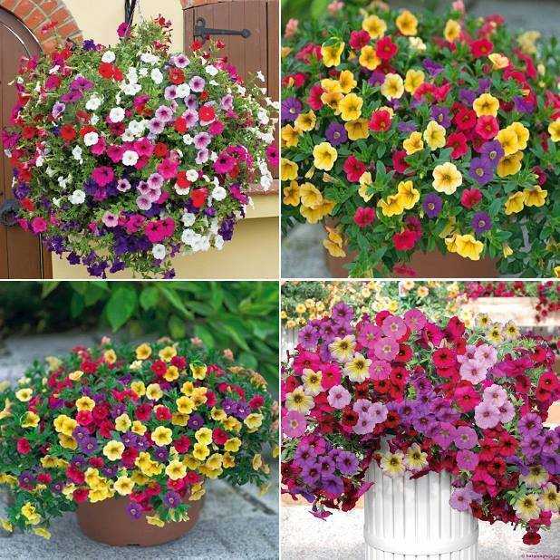 Hạt Giống Hoa Dạ Yến Thảo F1 Dễ Trồng Hoa Nở Đẹp