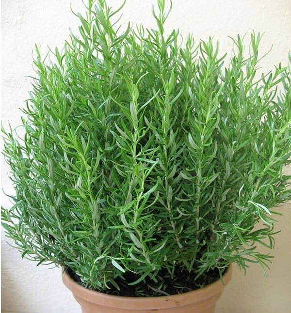 Hạt giống cây Hương Thảo Rosemary - Mê điệt hương VTS191
