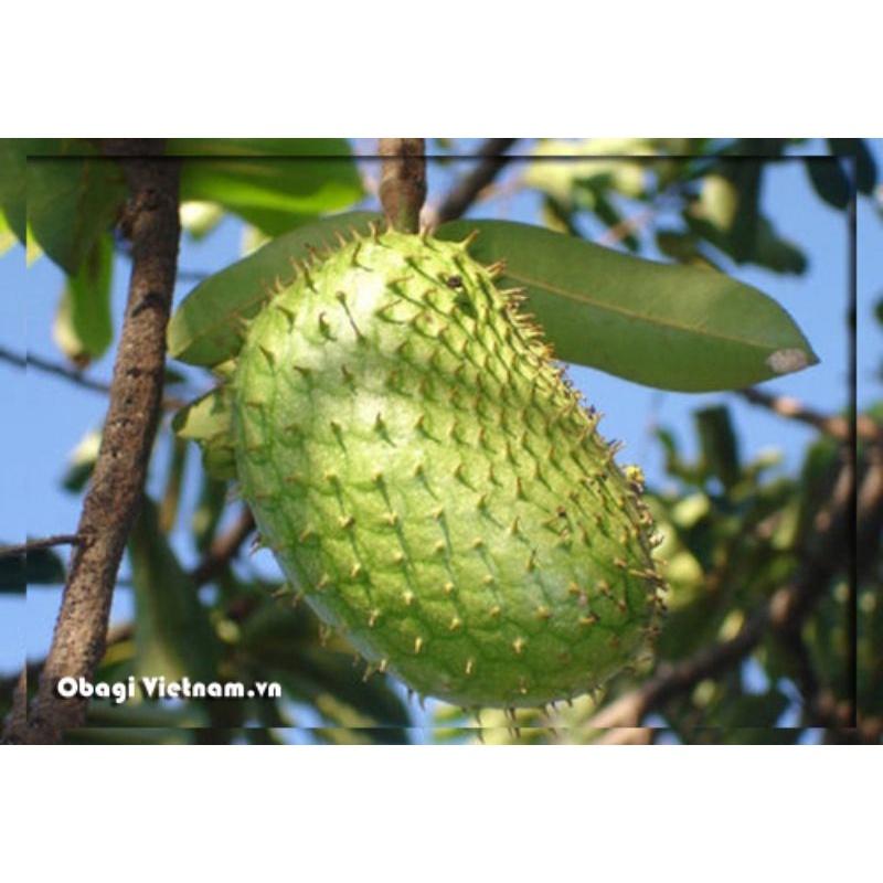 CÂY GIỐNG MÃNG CẦU XIÊM THÁI SIÊU TRÁI TRÁI TO