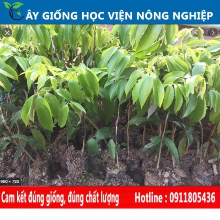 Sản phẩm Cây Ăn Trái cây giống vải u hồng năng xuất cao
