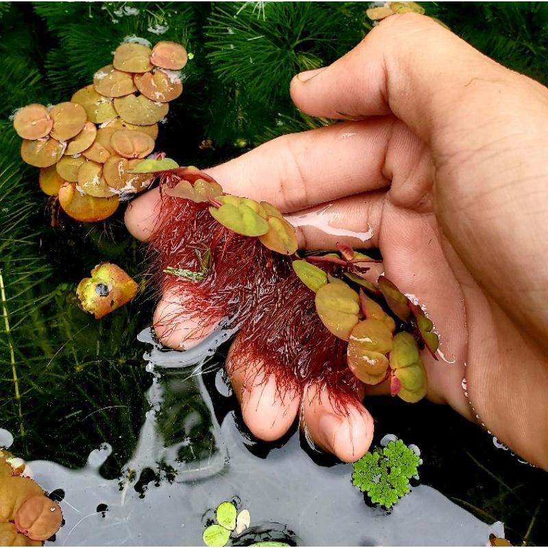 1 nhánh bèo rễ đỏ trang trí hồ cá cảnh thủy sinh - phụ kiện trang trí hồ cá cảnh thủy sinh