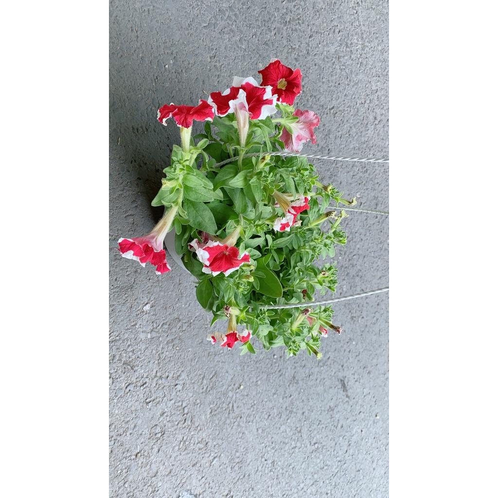 Chậu Hoa Dạ Yến Thảo