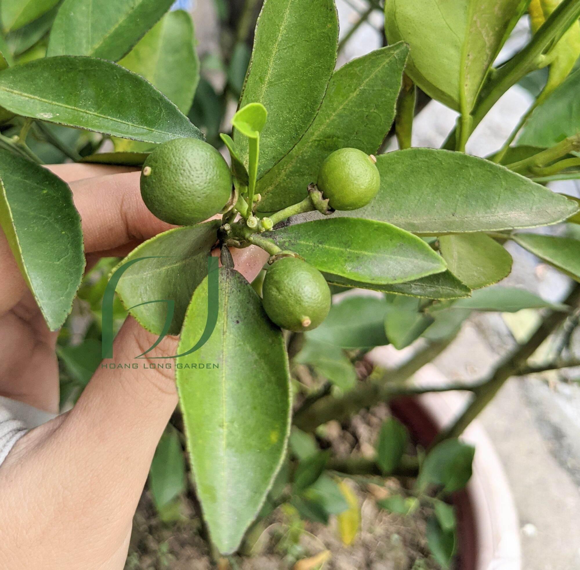 CÂY GIỐNG CAM DÂY TRỒNG CHẬU SIÊU SỚM