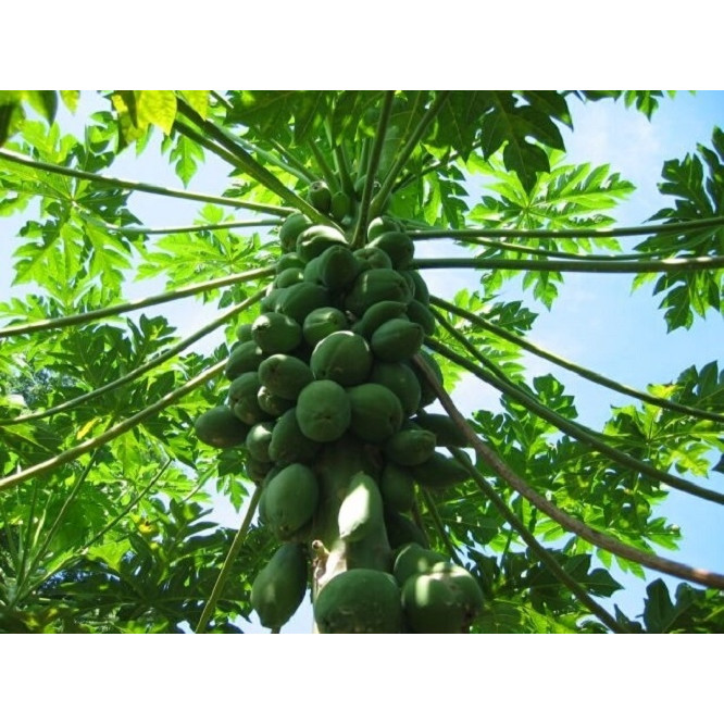 Hạt Giống Đu Đủ Hà Lan Ruột Đỏ