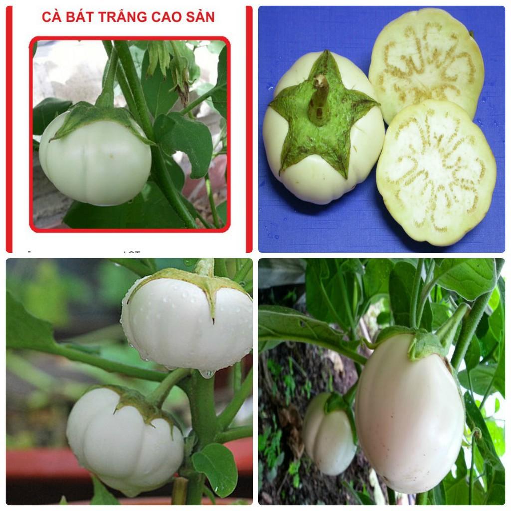 Hạt giống cà bát trắng F1 - 2gr/gói