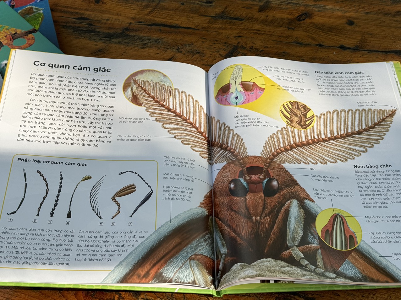 HÀNH TRÌNH KHÁM PHÁ -CÔN TRÙNG _Gerald Legg & Steve Weston- Hồng Nhung dịch- Tân Việt - NXB Mỹ Thuật